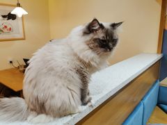 -滚猫咖啡·猫咖·猫友好撸猫(未来城店)