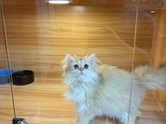 -猫十亿·布偶金渐层·曼基康矮脚猫舍(青年路店)