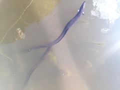 -墨尔本皇家植物园