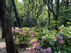 -上海共青森林公园