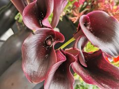 -重庆市江北嘴中央商务区中央公园