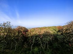 -贵州百里杜鹃风景名胜区
