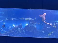 -重庆欢乐海底世界