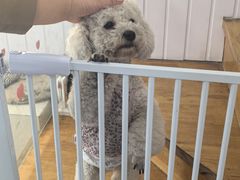 -汪说·狗咖·拼豆·宠物周边DIY(旺城大厦店)