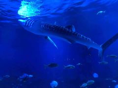 -烟台海昌鲸鲨海洋公园