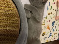 -猫十亿·布偶金渐层·曼基康矮脚猫舍(青年路店)