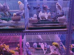 -花鸟鱼虫鲜花绿植市场(玉泉路店)