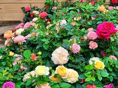 -人民公园(罗湖区)