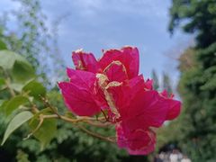 -深圳市中科院仙湖植物园