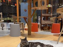 -米乐乖乖猫咪咖啡馆·猫咖(深圳湾后海汇店)