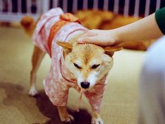 -逗柴咖啡屋·狗咖猫咖宠物桌游