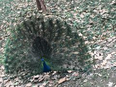 -成都大熊猫繁育研究基地