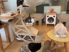 -有喵·猫咖·狗咖·30几只猫10只小狗(岗厦店)