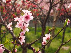 -南汇桃花村