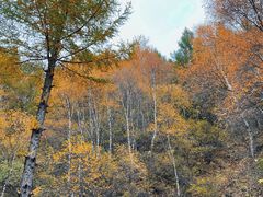 -苏木山森林公园