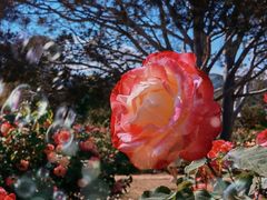 -国家植物园南园