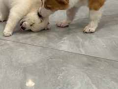 -柴犬小屋·柴餐厅·狗咖食堂(金鼎广场店)