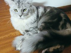 -青奢宠物·青奢猫舍