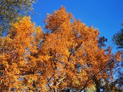 -银树楼(紫玉山庄东区店)