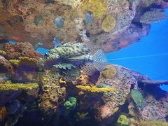 -上海海洋水族馆