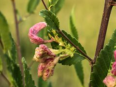 -敕勒川草原文化旅游区