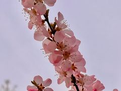 -京城梨园