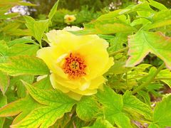 -莲花池公园