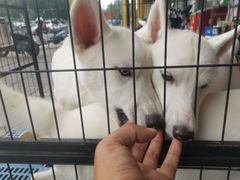 -喵百万·布偶·蓝金金渐层英短·猫舍(百子湾店)