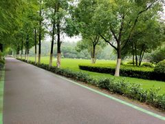 -合肥滨湖国家森林公园