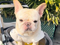 -Shake Shack(前滩太古里店)