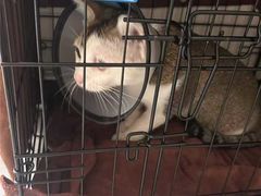 -宠颐生猫科·内科皮肤科(西平世纪城店)