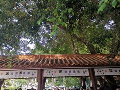 -深圳仙湖植物园