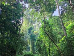 -西双版纳原始森林公园