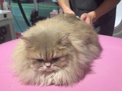-FAELING PETS美天灵宠物(合生汇店)