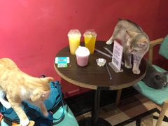 -猫色咖啡·猫咖