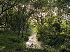 -西湖风景区-江洋畈生态公园