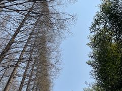 -黄海国家森林公园