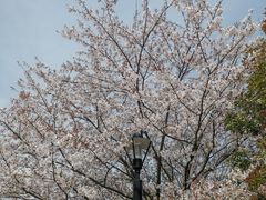 -高东镇樱花园