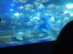 -重庆欢乐海底世界