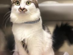 -凯特喵百思猫专科医院