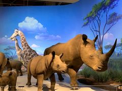 -贝林大翅鲸简餐厅(国家海洋博物馆店)