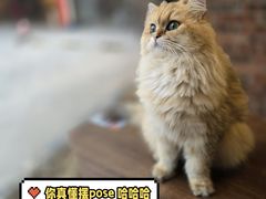 -豆逗聊愈猫阁Easy Life