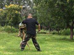 -北京京卫宠物寄养训练中心