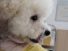 -申普宠物医院·眼科·心内科·影像科(普陀分院)