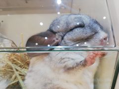 -龙猫仔乐园(惠福东路店)