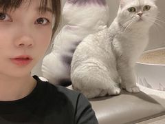 -飞行喵MR PILOT|猫舍·猫咖(静安大融城店)