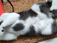 -瑞派动物医院·绝育·犬猫全科·预防医学(光景江南中店)