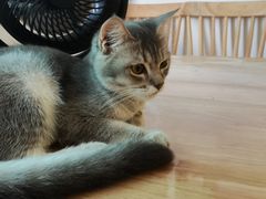 -楼上猫咖(罗湖店)