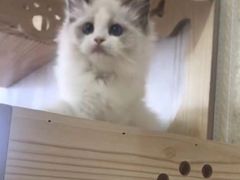 -Bastet sally猫舍购宠(静安店)