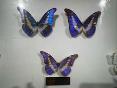 -上海昆虫博物馆